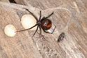 Latrodectus_hasselti_D3657_Z_85_Hamelin pool_Australie